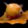   Opisthoteuthis Adorabilis